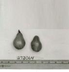 Click for 1 image(s) for this accession. FRUIT